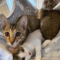 耳が大きな美猫3兄弟