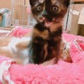 可愛い生後１ヶ月のサビちゃん