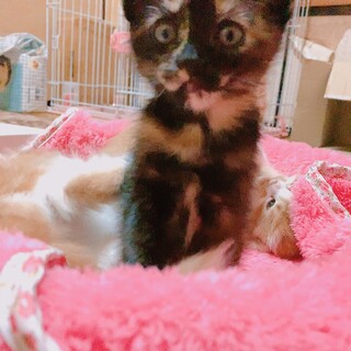 可愛い生後１ヶ月のサビちゃん