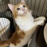 大きなメインクーンの男の子☆ サムネイル2