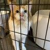 大きなメインクーンの男の子☆ サムネイル3