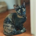 可愛いサビの子猫「サビちゃん」