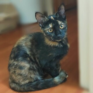 可愛いサビの子猫「サビちゃん」