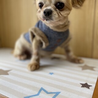 チワワ男の子2.8〜3キロ