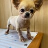 チワワ男の子2.8〜3キロ サムネイル3