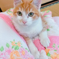 マロンくん