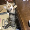 元気にしてます
