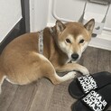甘えたです。