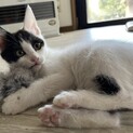 懐っこくて可愛すぎる　ひよちゃん