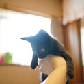 とえも元気な黒猫