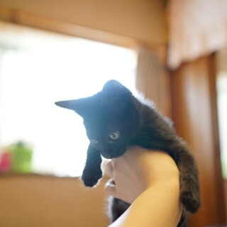 とえも元気な黒猫