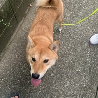 しばぞう