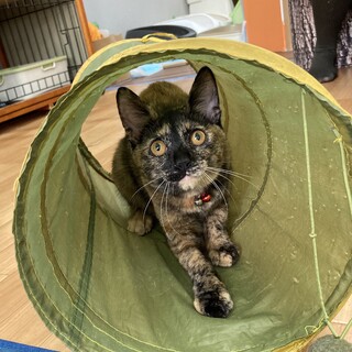 ミルクから育てました♀くーちゃん