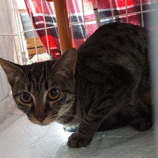 施設に入る老人に遺棄された親子猫