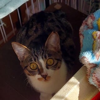 施設に入る老人に遺棄された親子猫