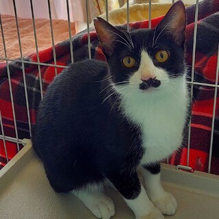 施設に入る老人に遺棄された親子猫