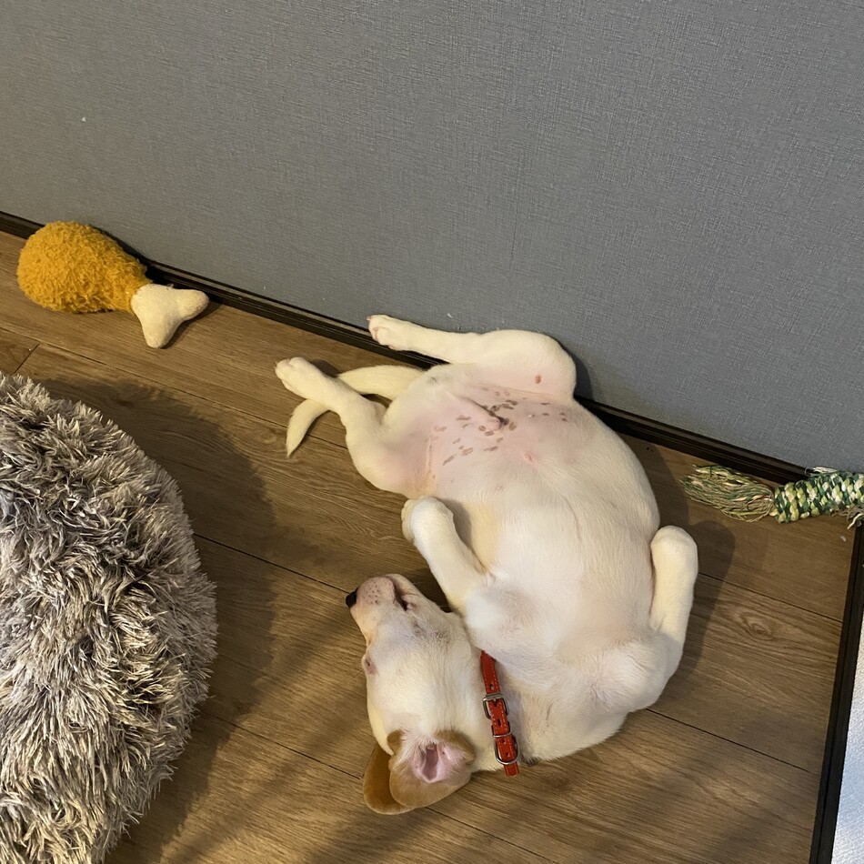 きぬひこのカバー写真