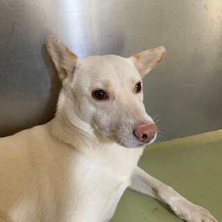 怖がりさんな白太くん