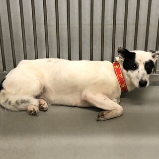 里親様が決まりました♡有難うございました！