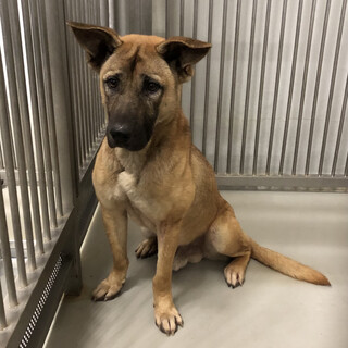 譲渡されました★有難うございました！