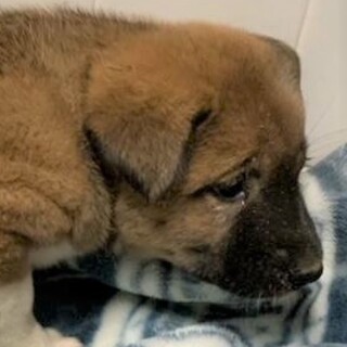 ◆可愛い子犬◆を家族に迎えませんか？ No410