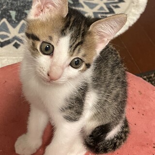 【カイバル】おかげさまで里親様が決まりました。