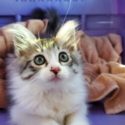 おきなわ美ら仔猫❤譲渡会 in昭和区
