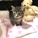 まだミルク　つぶらな瞳の濃いキジ赤にゃん♂