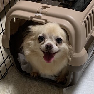 チワワ♀️『もなか』推定年齢６才