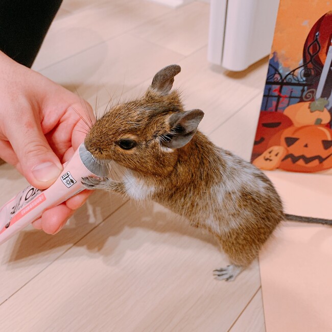 おしるこ67のカバー写真