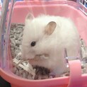 ロングヘアハムスター♀10ヶ月