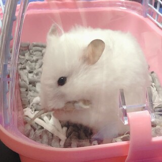ロングヘアハムスター♀10ヶ月