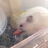 ロングヘアハムスター♀10ヶ月 サムネイル2