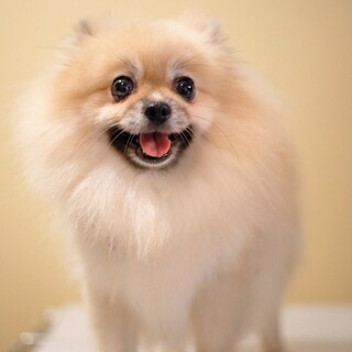 ポメラニアン 犬 の里親募集情報 ペットのおうち 月間利用者150万人