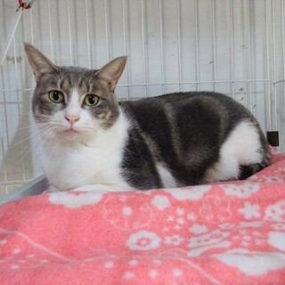 怖がりの美猫さん