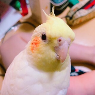 オカメインコ♂1歳8ヶ月