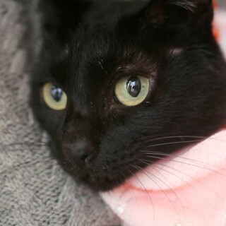 高齢者さんにも！大人しく甘えます黒猫こなつ