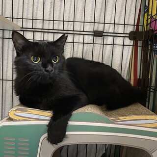 黒猫長毛　ちょこっとゴージャスなモカちゃん