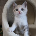 パステル三毛のビオラちゃん