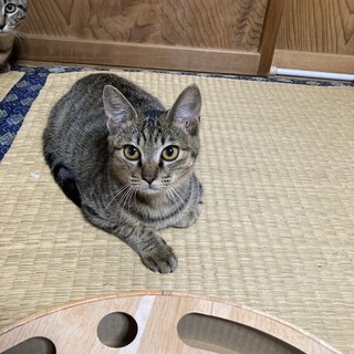 おとなしくて、寂しがり屋な男の子❗️