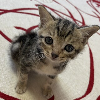 アメショミックスしっかり者うずらちゃん１か月♀