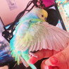 KIEきら