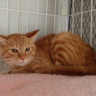 茶トラ女子の　みかんちゃん