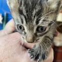 生後1ヶ月の子猫　最後の1匹行先の無いキジトラ