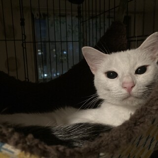 頭の涙柄がチャームポイント★甘えん坊の女の子