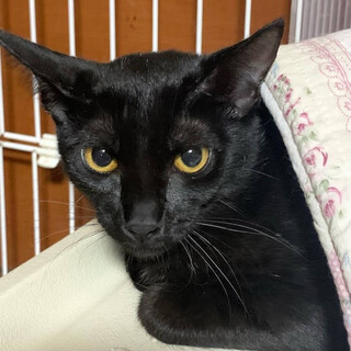 【クーリエ】おかげさまで里親様が決まりました。