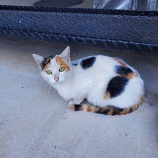 (代理投稿) 可愛い三毛猫ちゃん