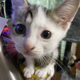 子猫ちゃん2匹（オスメス）