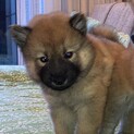 生後2ｹ月の里親緊急募集