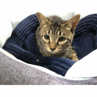犬猫とも仲良くできる４ヶ月キジトラ仔猫雄